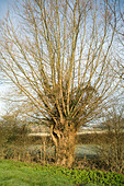Winter tree, Somerset, England, UK